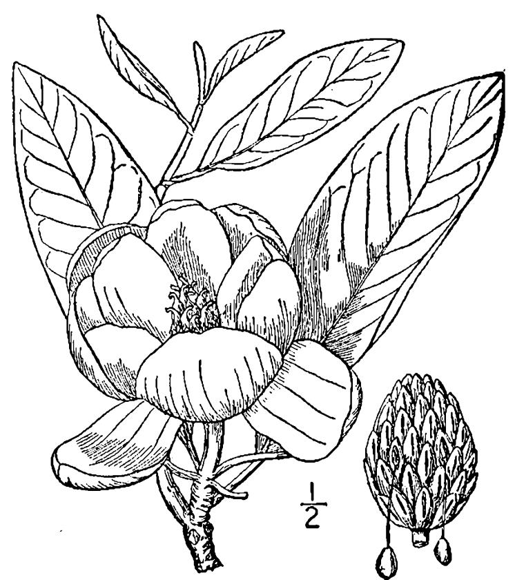 Figure 115a.