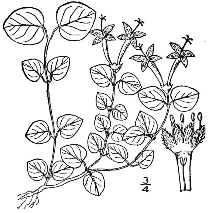 Figure 243.