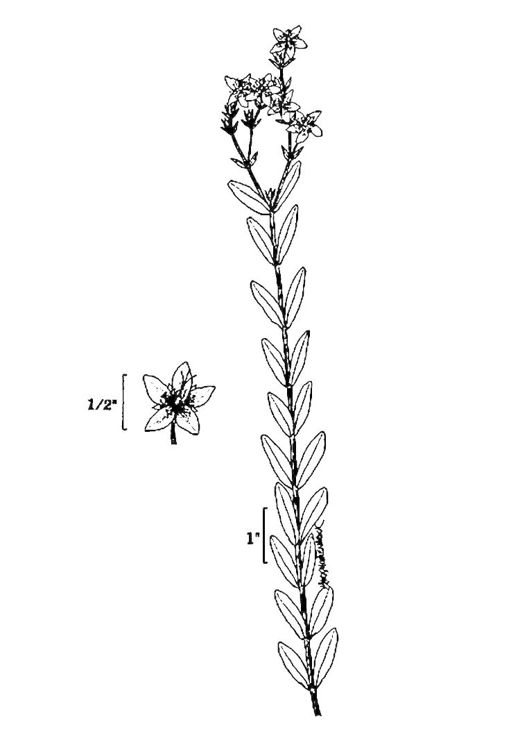 Figure 219f.