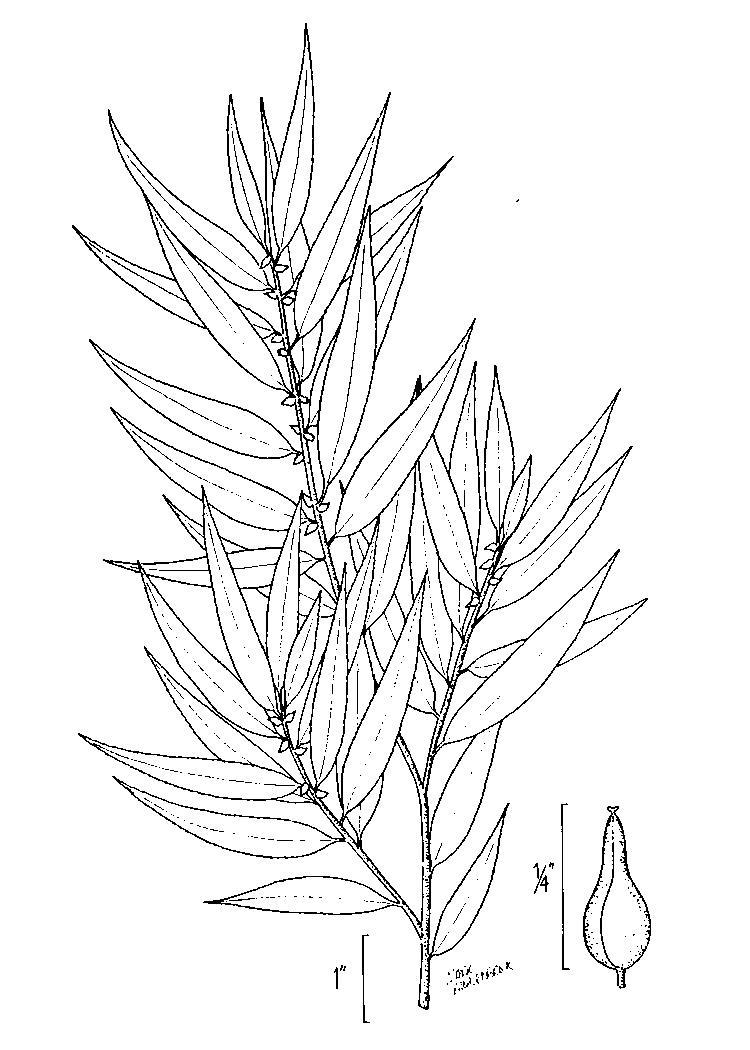 Figure 116.