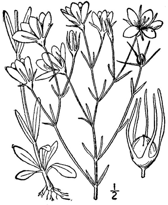 Figure 216c.