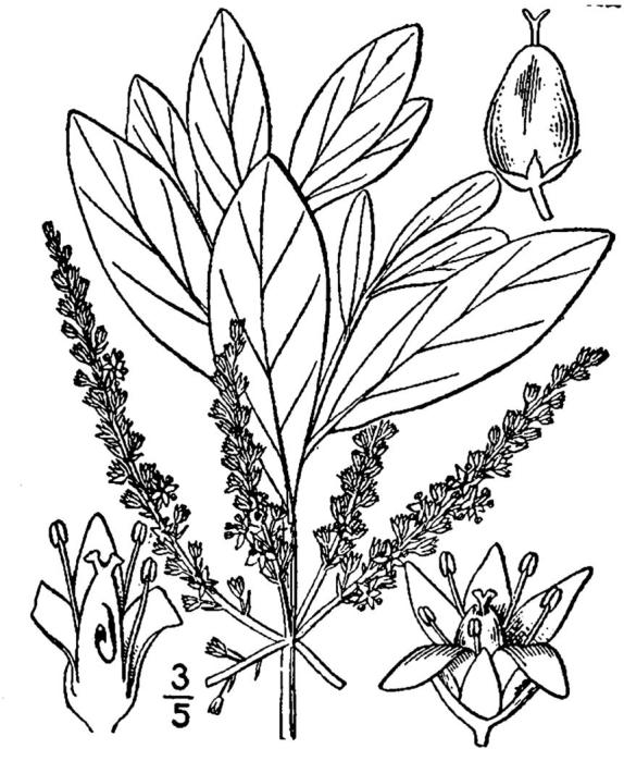Figure 118a.