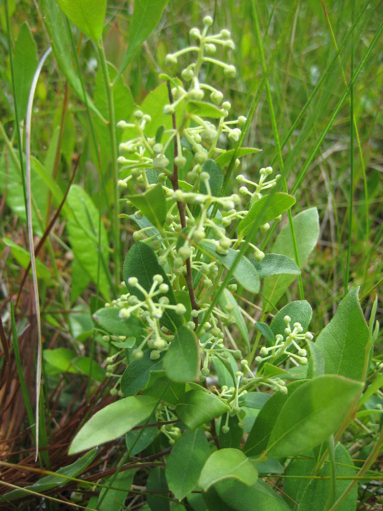 Figure 190b.