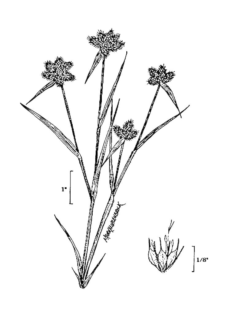 Figure 41b.