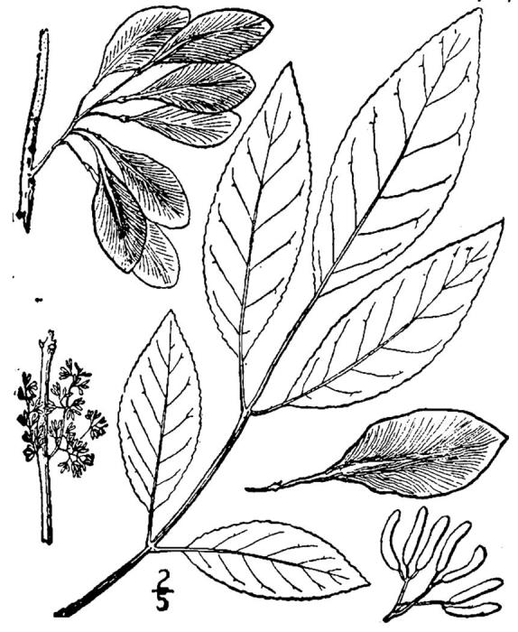 Figure 105.
