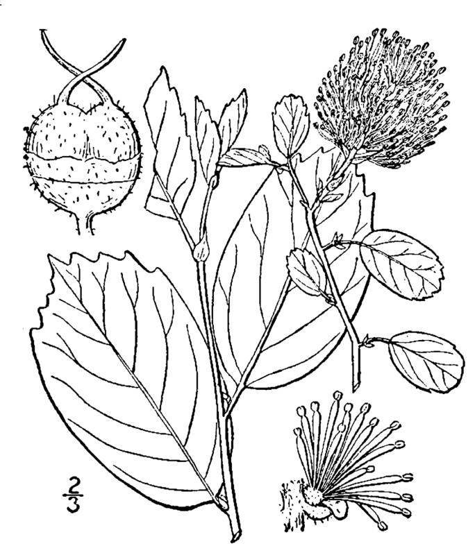 Figure 120.