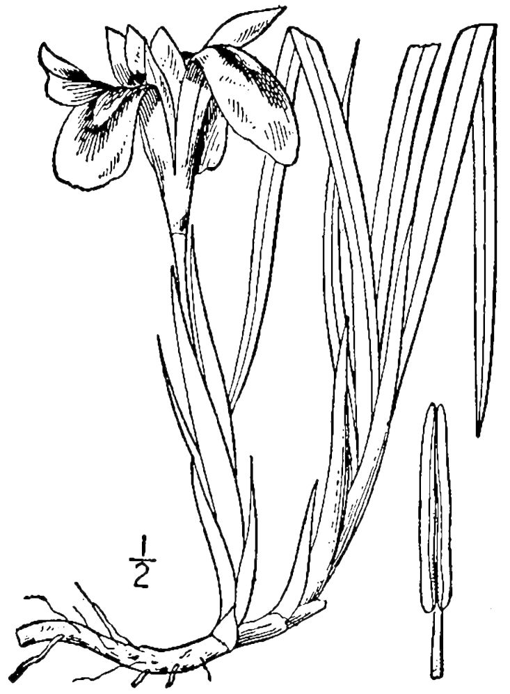 Figure 51c.