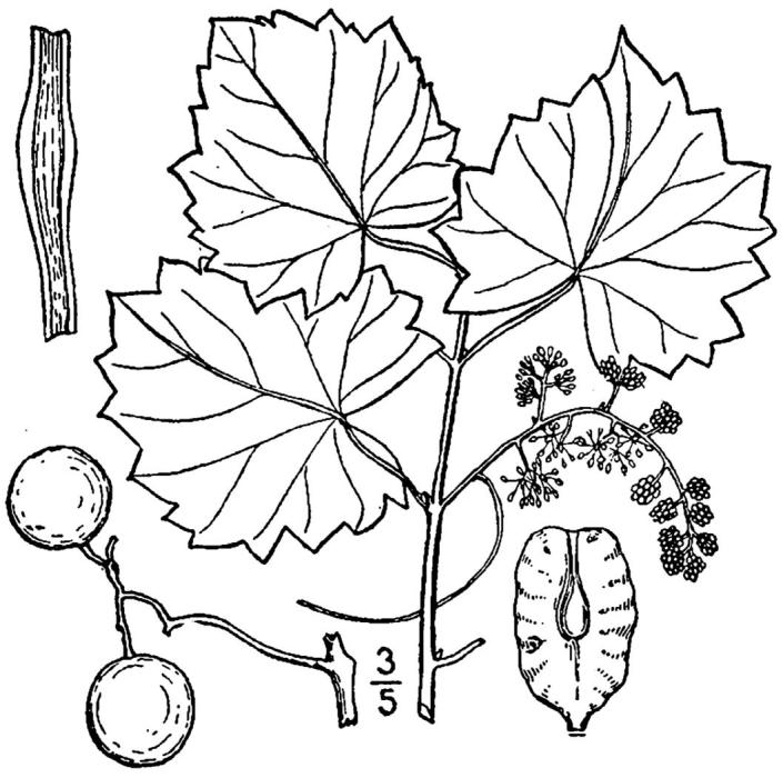 Figure 100.