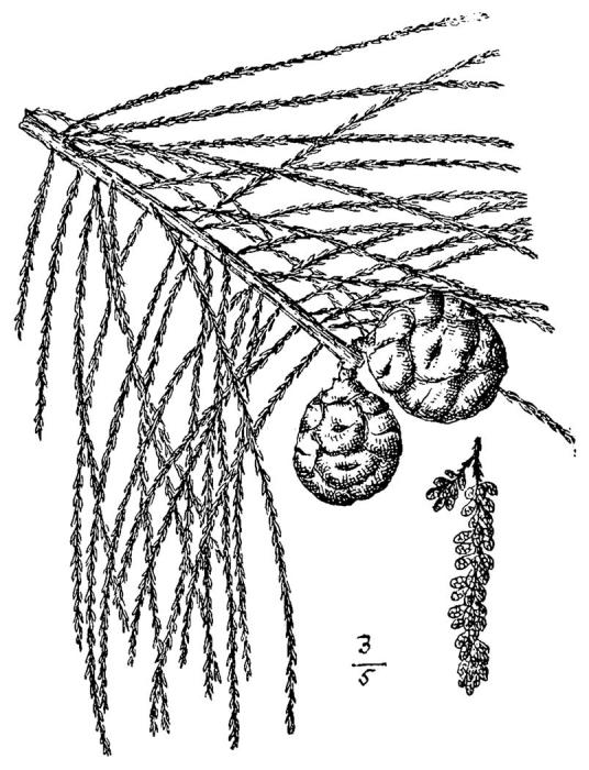 Figure 22a.