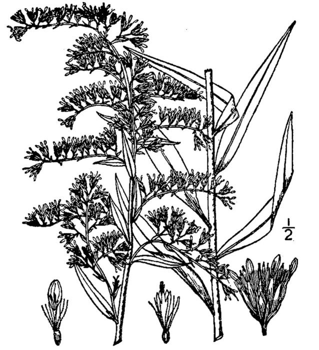 Figure 178c.