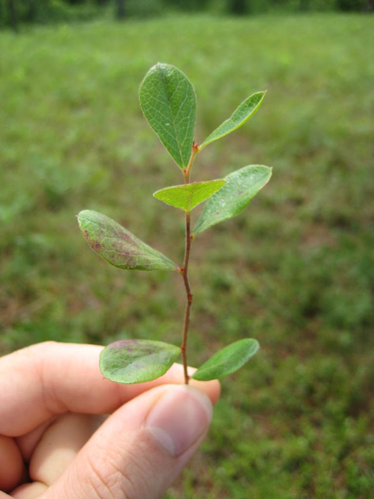 Figure 193b.