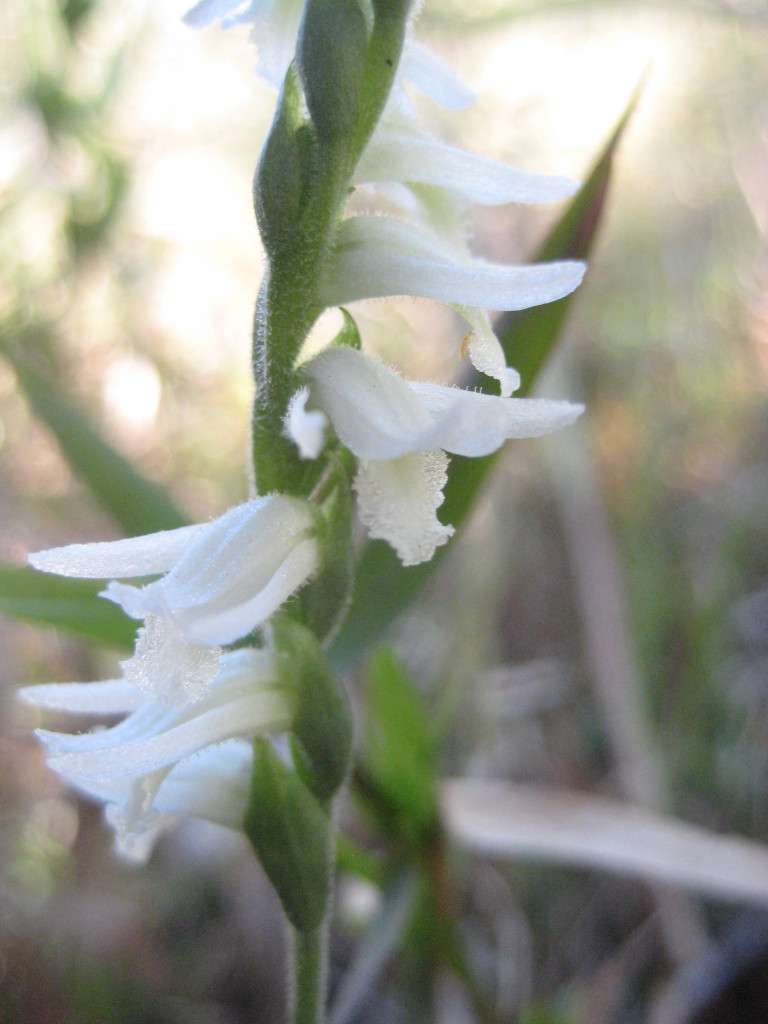 Figure 65b.