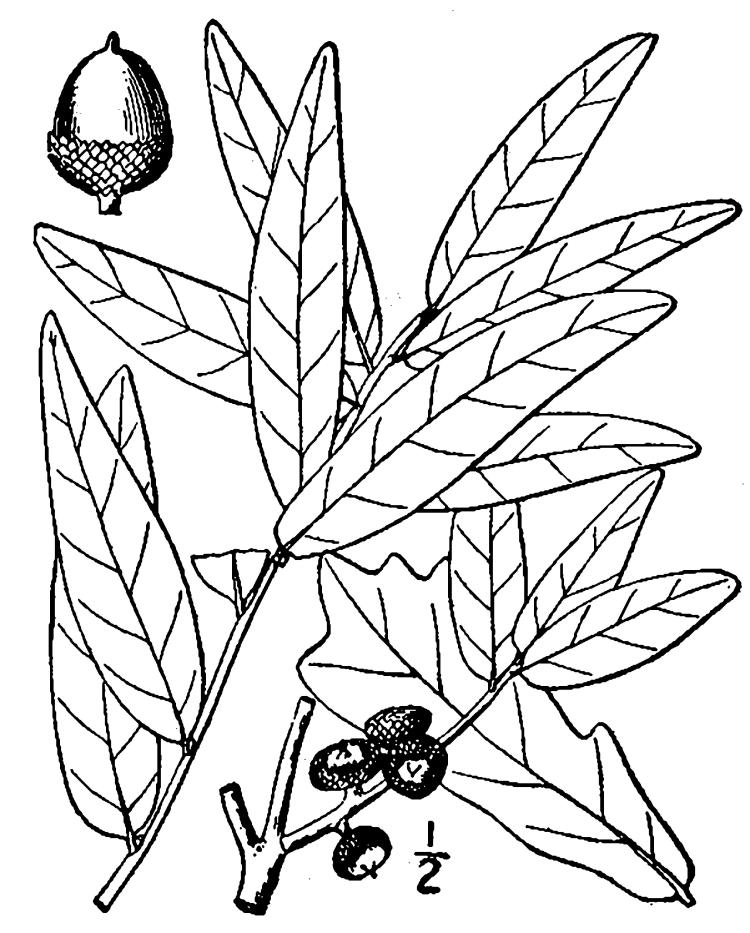 Figure 212c.