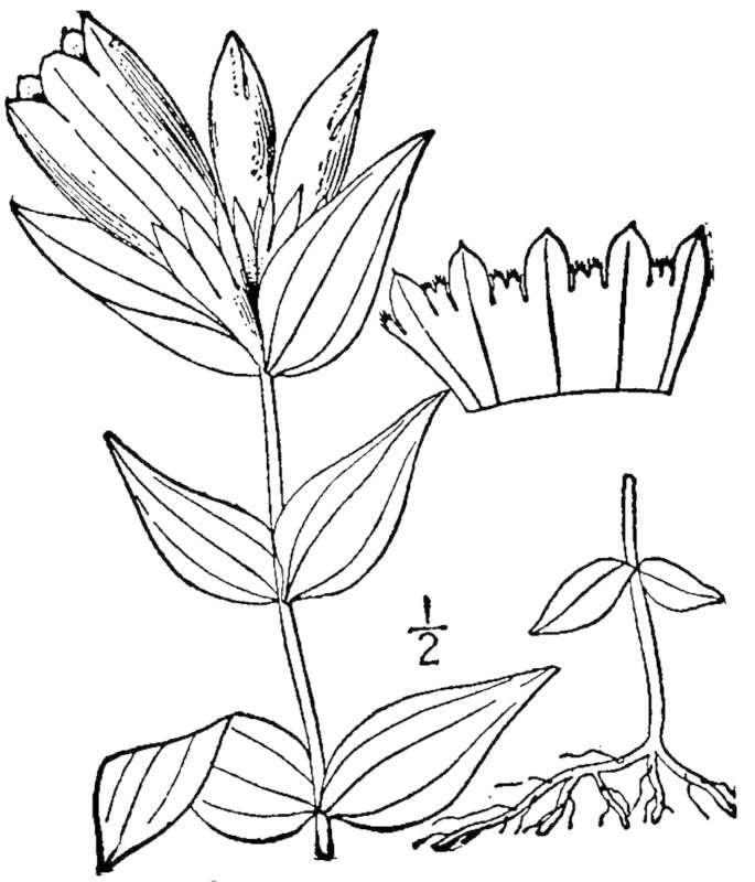Figure 215c.