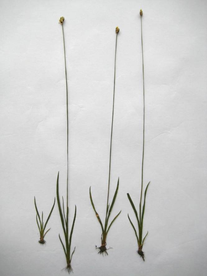 Figure 96e.