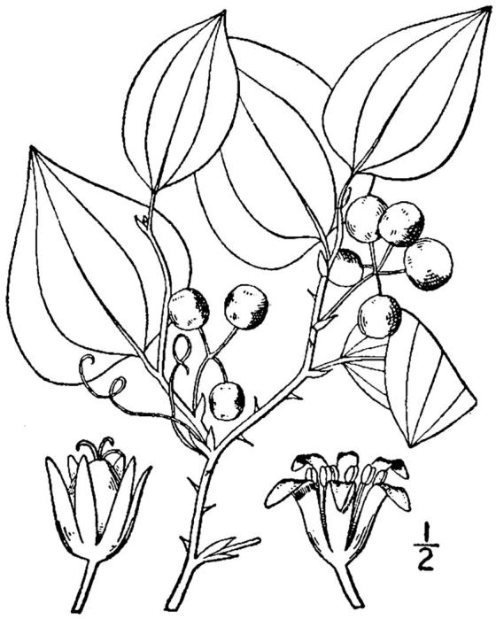 Figure 92d.