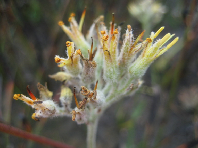 Figure 32b.