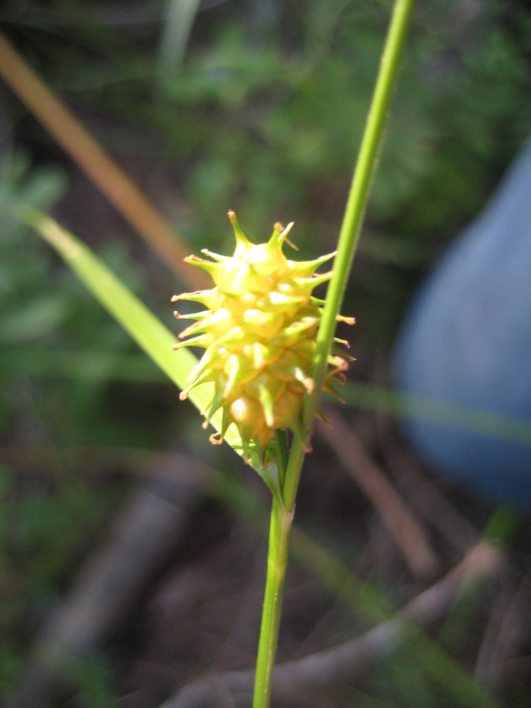 Figure 36d.