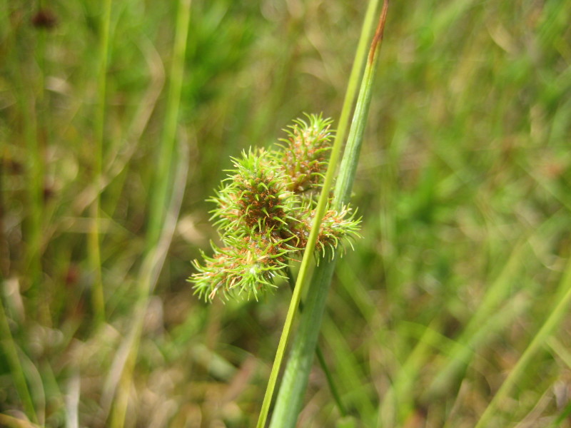 Figure 41a.
