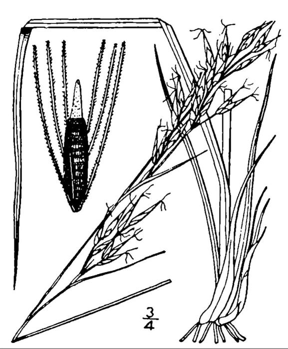 Figure 43f.
