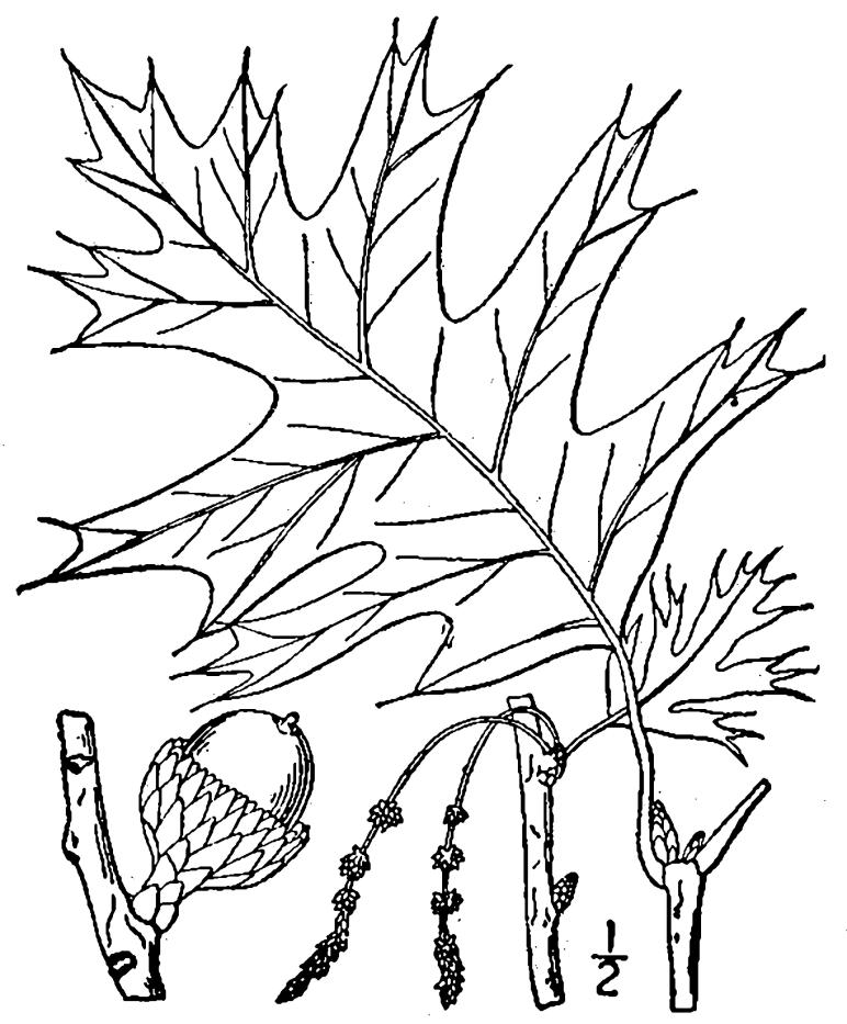 Figure 213c.