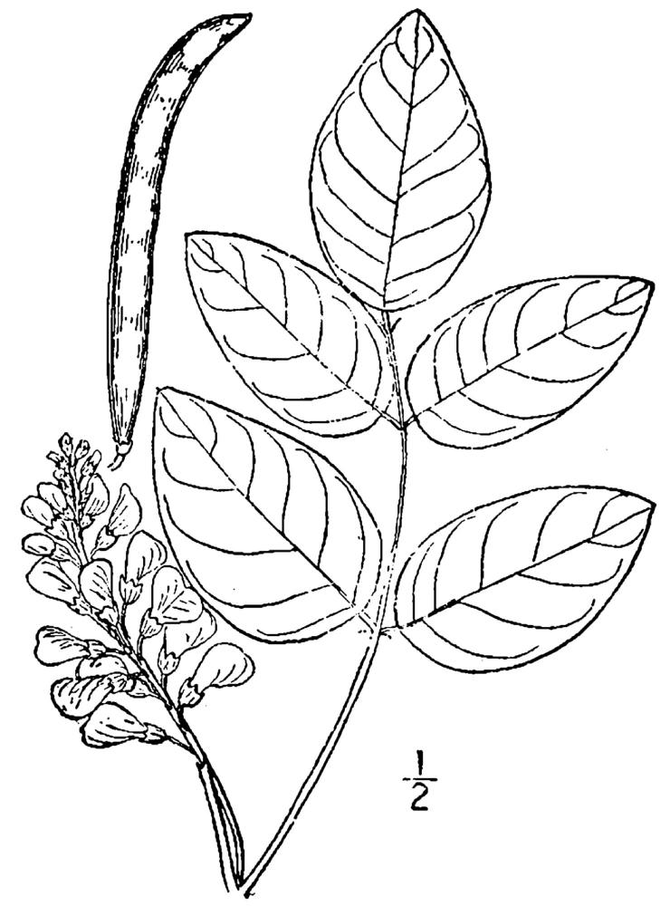 Figure 205.