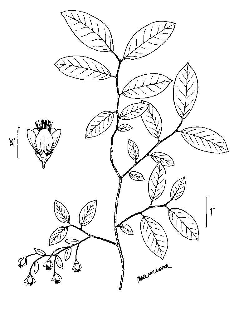 Figure 195b.