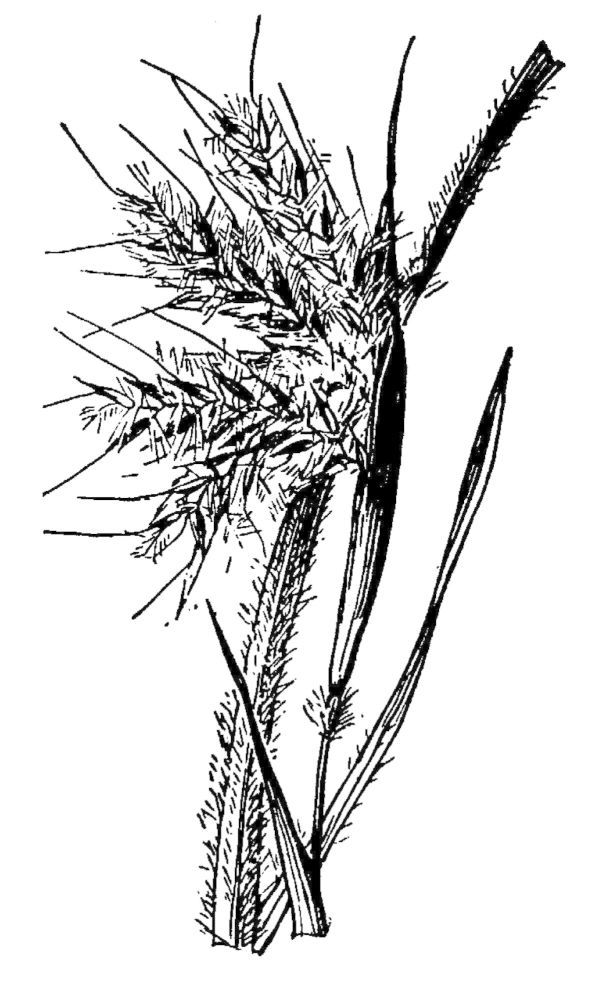 Figure 80c.