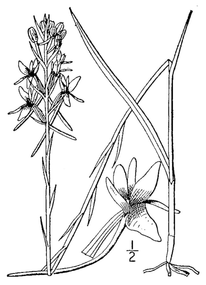 Figure 64f.
