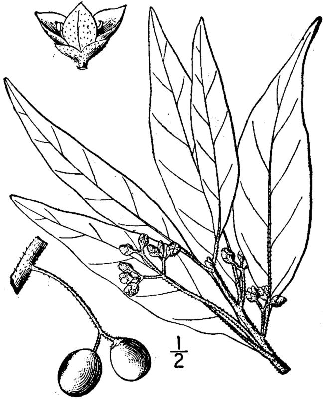 Figure 123a.