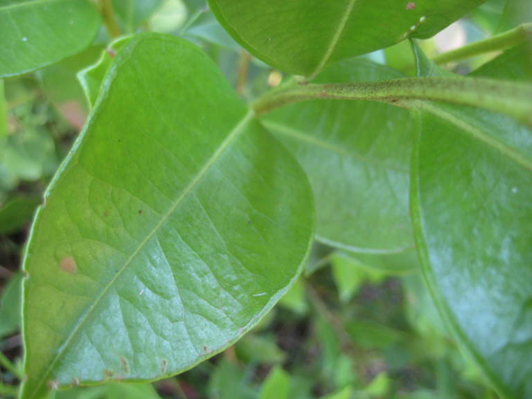 Figure 190d.