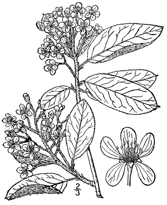 Figure 240a.