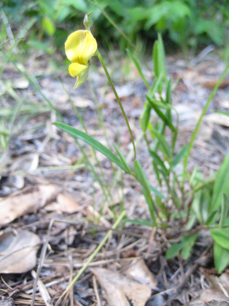 Figure 199.