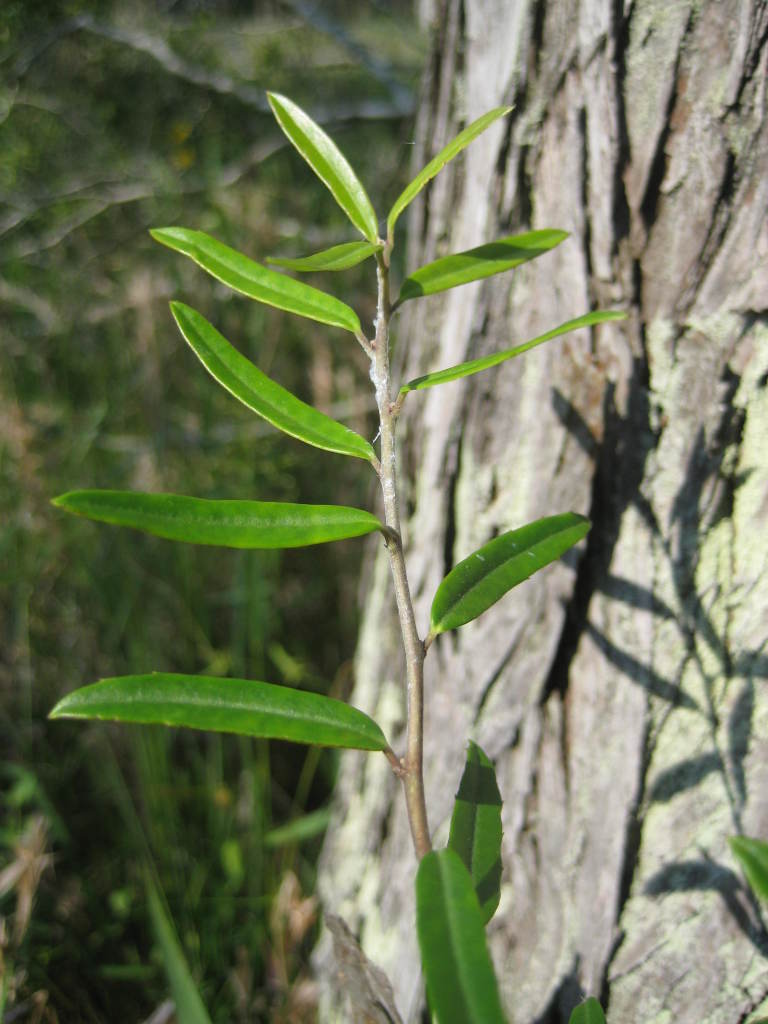 Figure 147e.