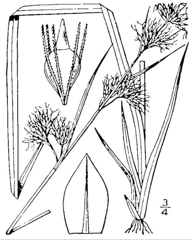 Figure 43d.