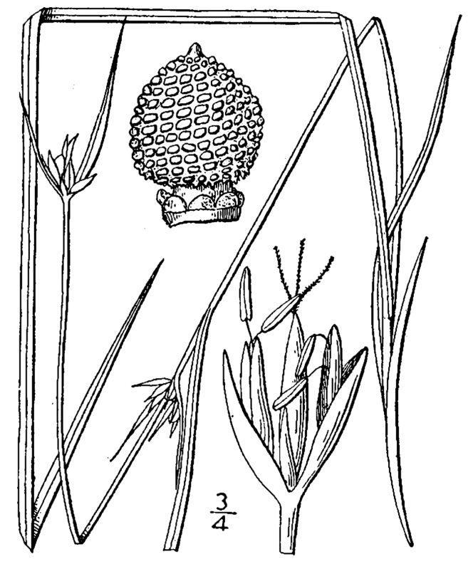 Figure 46c.
