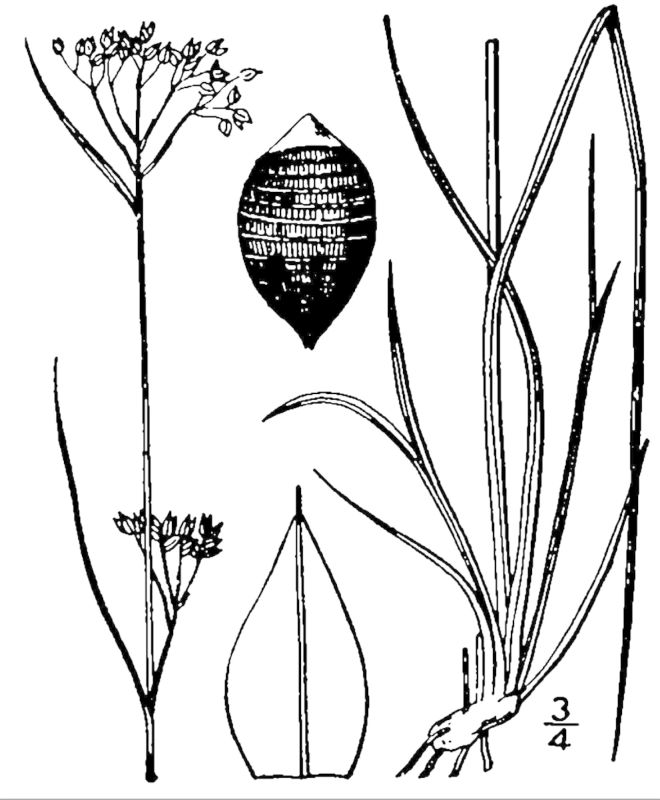 Figure 44f.