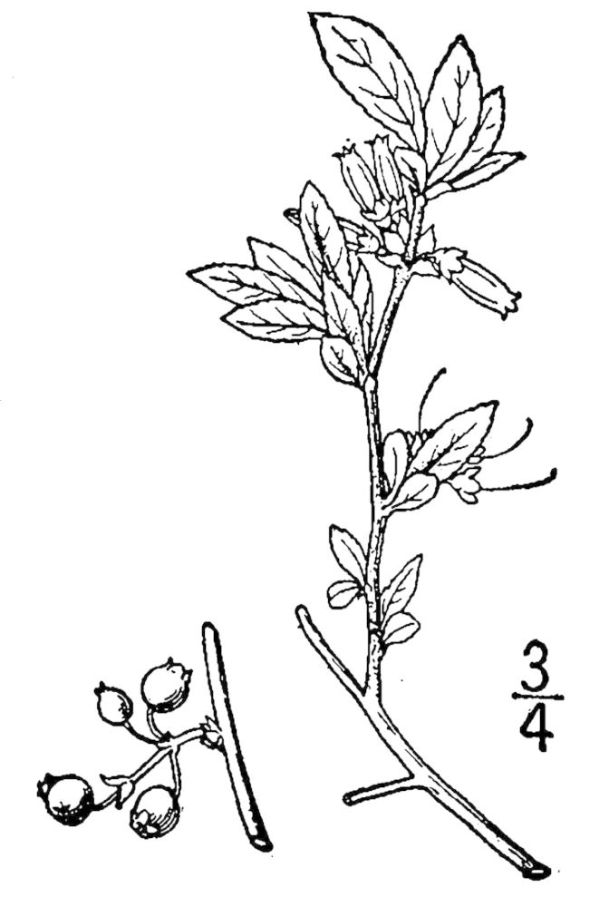 Figure 195c.