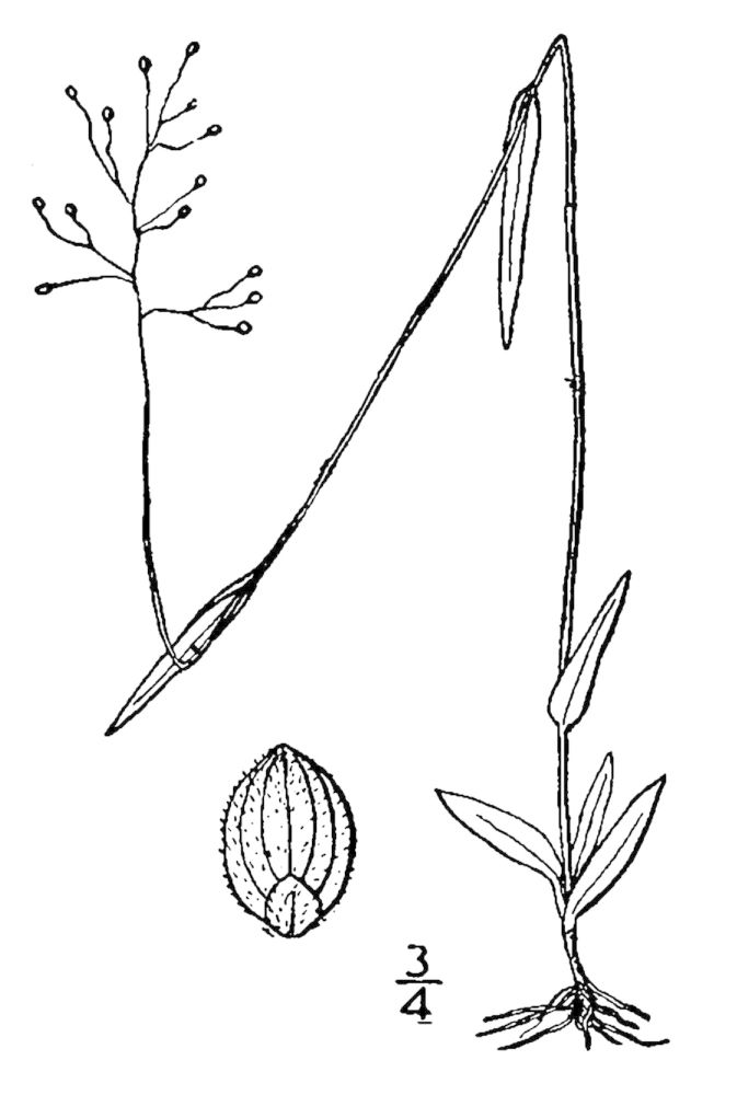 Figure 84f.