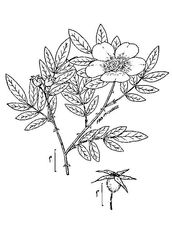 Figure 239.