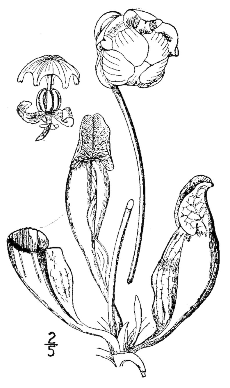 Figure 246c.