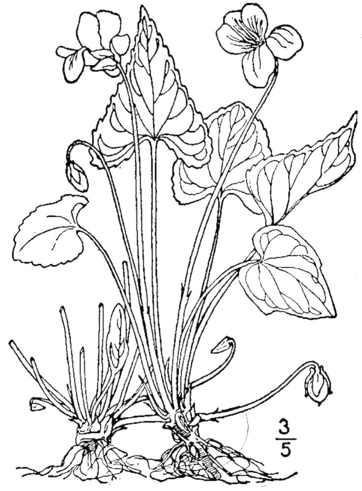 Figure 247e.