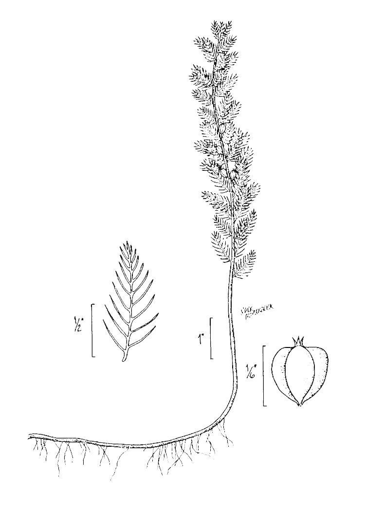 Figure 218.