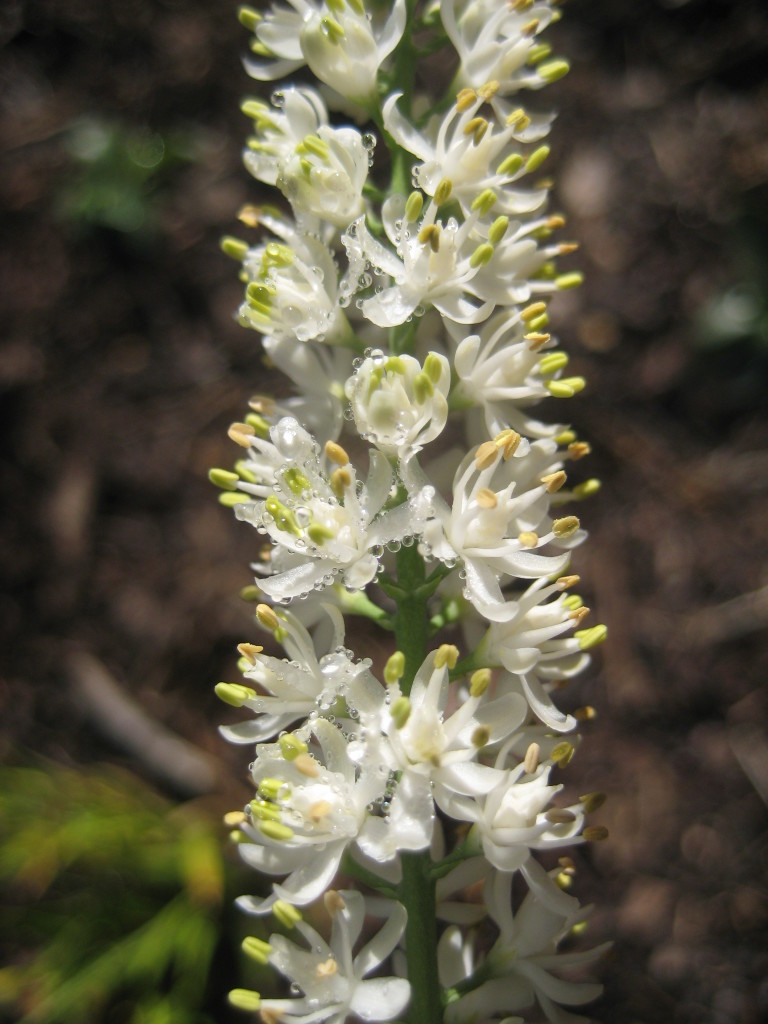 Figure 94.