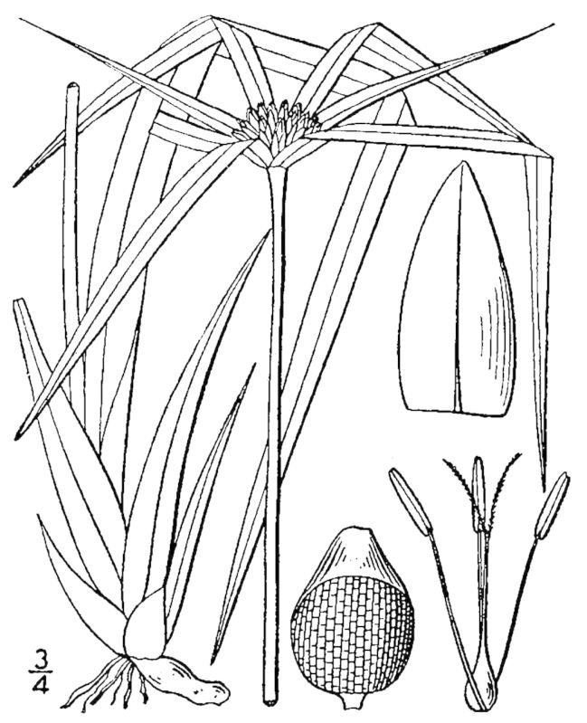 Figure 42c.