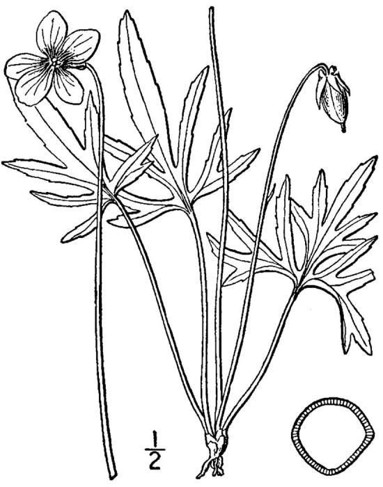 Figure 247a.