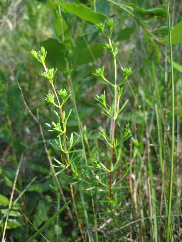 Figure 219b.
