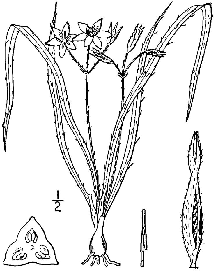 Figure 50.