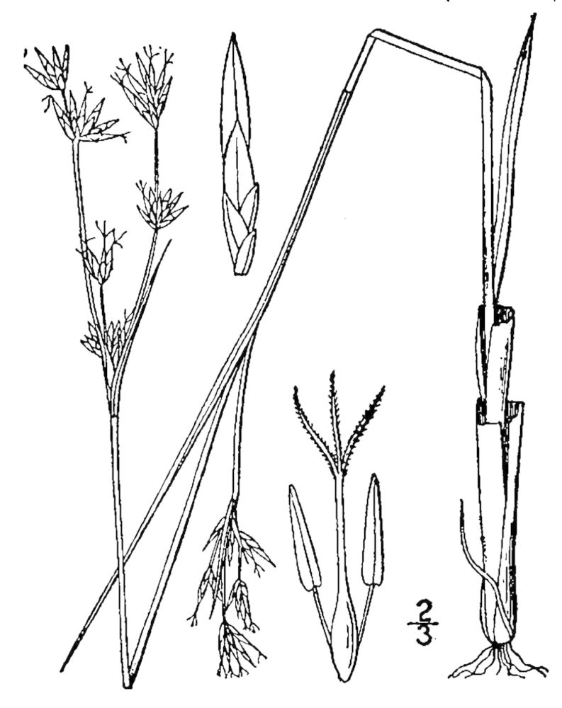 Figure 37b.