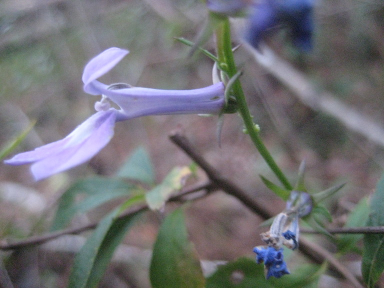 Figure 184d.